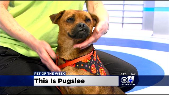 Pet Of The Week: Pugslee