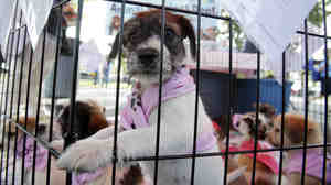 A puppy waits at an adoption event in Miami last year. The city is now considering a ban on the sale of puppies in retail pet stores. Cities and towns in several states have passed similar bans, aimed at cracking down on substandard, large-scale puppy breeders.