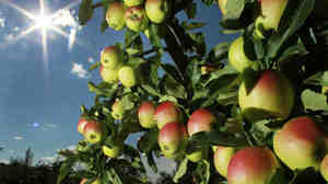 Apples were beginning to ripen Aug. 26 on trees at Carter Hill Orchard in Concord, N.H.