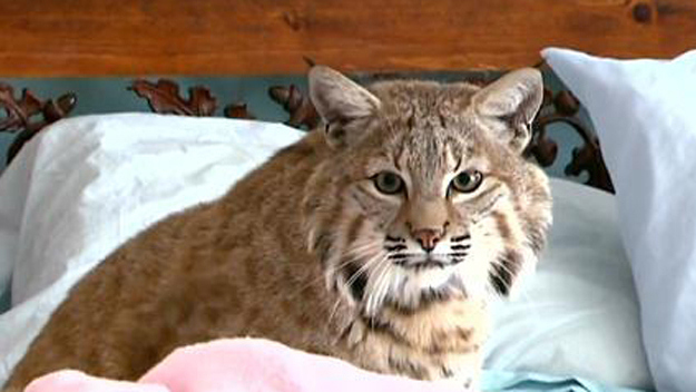 "Rocky" the bobcat keeps running away from his New Jersey home, prompting concern from neighbors. (Photo: CBS 2)