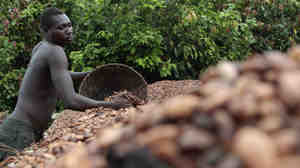 Farmer Issiaka Ouedraogo lays cocoa beans out to dry on reed mats, on a farm outside the village of Fangolo, Ivory Coast.