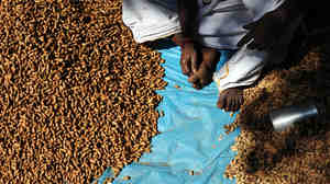 An Indian groundnut vendor waits for customers.