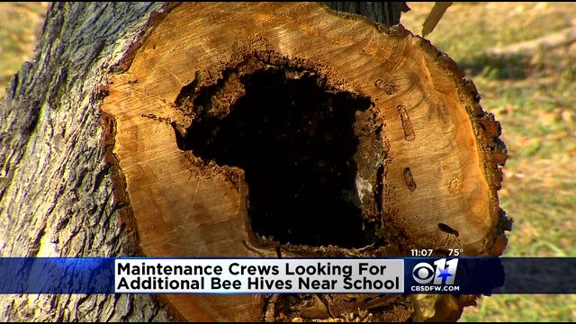 Crews Searching For Bees Near School After Students Stung