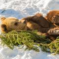 Bears hibernate, venture capitalists follow these 3 steps to prepare for 'winter'