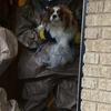 The dog days are (almost) over: Bentley tests negative for Ebola
