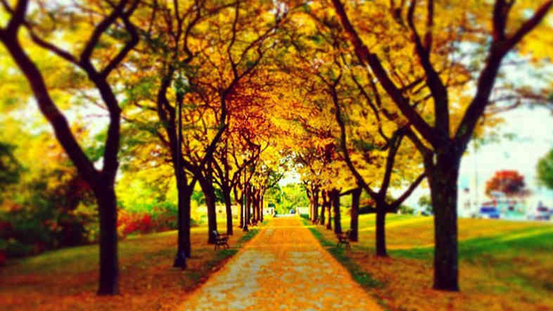 A striking image of autumn trees lining a drive in Vermont.