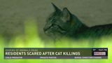 Residents worried there is a serial cat killer on the loose. 