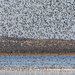 Thousands of banded stilts in flight over a lake in Australia.