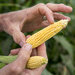 Ears of heirloom popcorn are smaller than with other types of corn but deliver more flavor.