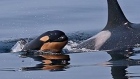 Orca calf L120 presumed dead
