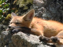 Darrell Spangler took this photo in June 2014 and wrote: "Red Fox kit relaxing on a lazy afternoon in Estes Park."