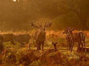 22 October 2014: Stags at dawn in the long grass in Richmond Park, London