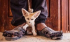 2014 Wildlife photographer of the Year, World in our Hands category winner: The price they pay by Bruno D'Amicis (Italy)A teenager from a village in southern Tunisia offers to sell a three-month-old fennec fox, one of a litter of pups he dug out of their den in the Sahara Desert.