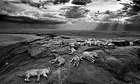 Lions in Tanzania's Serengeti national park