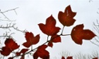 Red field maple leaves
