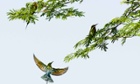 Blue-tailed bee eaters (merops philippinuses) are seen on June 9, 2014 in Zhaotong, Yunnan, China.