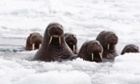 Pacific walruses in the Chukchi Sea off the coast of Alaska.