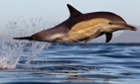 The short-beaked common dolphin has been in decline in the Mediterranean sea since the 1960s. Between 1996 and 2007 numbers declined in the Ionian sea from 150 to 15 individuals. Overfishing in the area is thought  to have reduced the amount of prey available for the dolphins.