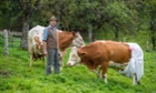 Farmer Johann Huber presents his cows Doris (R) and Ami, with Doris in a diaper, in Gmund am Tegnersee, Germany 08 October 2014. New EU regulations will forbid manure from areas with a gradient of more than 15 per cent.