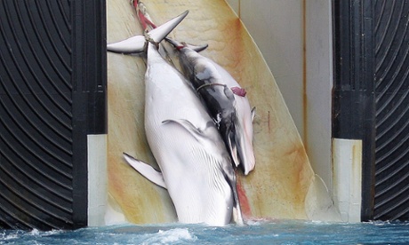 A mother whale and her calf being dragged on board a Japanese ship after being harpooned in Antarctic waters. The 88 countries of the International Whaling Commission (IWC) are meeting in Portoroz, Slovenia