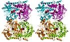 Stereoscopic image of an enzyme (serene hydroxymethyltransferase)
