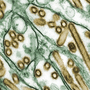 H5N1 avian flu viruses (seen in gold) grow inside canine kidney cells (seen in green).