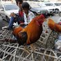 Street vendors sell chickens at a market in Phnom Penh, Cambodia, in early 2013. Last year Cambodia reported more cases of H5N1 bird flu than any other country.