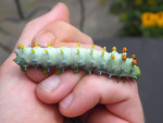 The robin moth cat is a HUGE caterpillar. Imagine taking care of 100 of these!