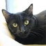 Diana Oates: Nothing spooky about this black cat hoping to find a home by Halloween