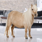 Condo Pony