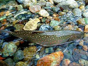 Bull trout in shallows. Photo: Clark Fork Coalition