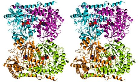 Stereoscopic image of an enzyme (serene hydroxymethyltransferase)