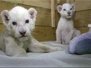 Rare, White Lion Cubs Debut at Zoo