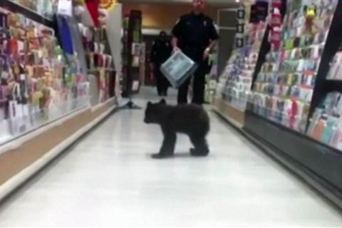 Caught on Camera: Bear Cub in Aisle Three