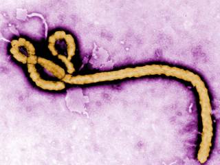 Trial Ebola Vaccine Set for January Rollout in West Africa, WHO Says