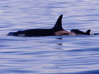 First Orca Calf Born to Endangered Pod Since 2012 Is Presumed Dead
