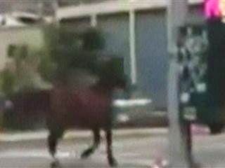 Horse Escapes Stable and Trots Through NYC Traffic