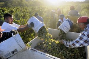 Early pickings in 2014’s wine harvest - Photo