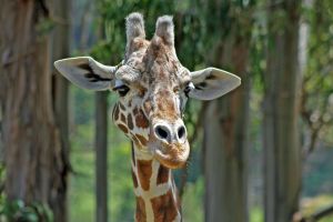 Six Flags’ oldest giraffe, Nairobi, dies at age 25 - Photo