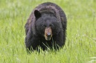 A black bear walks across a meadow near Tower Fall in Yellowstone National Park, Wyoming in this file photo taken June 20, 2011. A man hiking in a heavily wooded area of northern New Jersey was killed by a black bear during the weekend, police said on Monday, in what experts called an extremely rare attack.  REUTERS/Jim Urquhart/Files  (UNITED STATES)