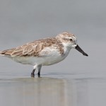 The First Annual World Shorebirds Day Kicks off on September 6