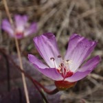 Restoring the Serpentine Prairie Habitat in Oakland