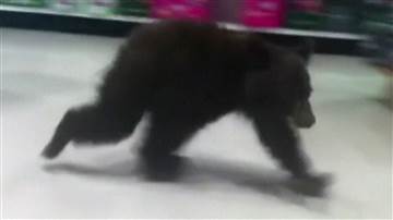 Lost baby bear wanders through Rite Aid store