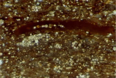 photomicrograph of the Marcellus Shale