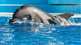 Adorable Zoo Babies: Bottlenose Dolphin