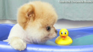 The RidicuList: Boo 'the world's cutest dog' lives
