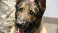 Military dogs classified as 'equipment'