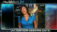The RidicuList: Attention seeking cats