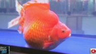 RidicuList: Goldfish beauty pageant