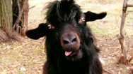 Goat face will haunt your dreams